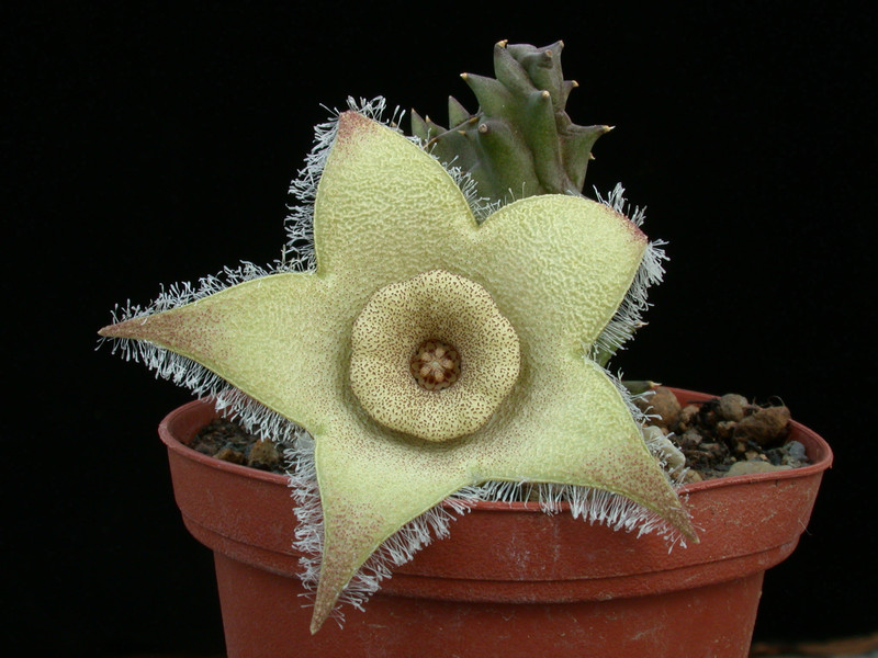 diplocyantha ciliata01