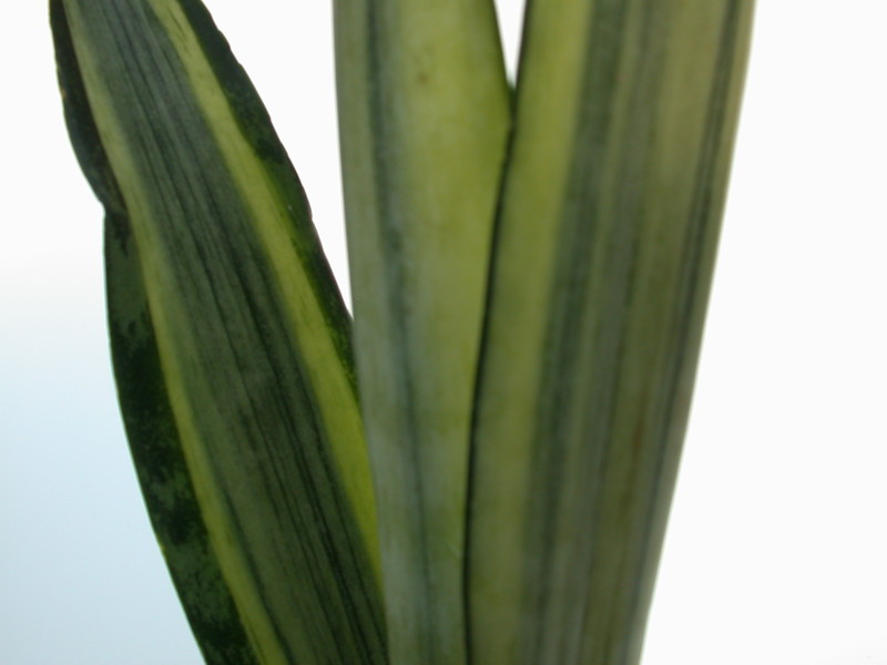 sansevieria zeylanica variegata 5412