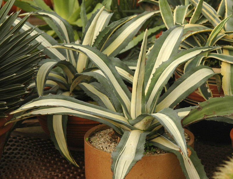 agave americana mediopicta alba