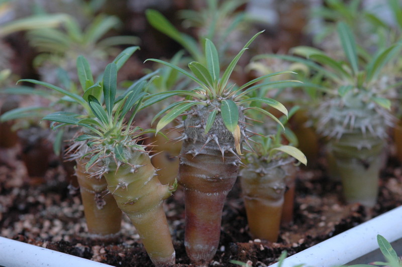 pachypodium lameri 191