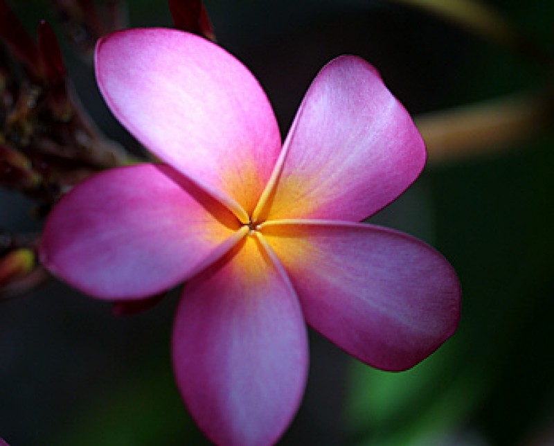 plumeria pink gelb