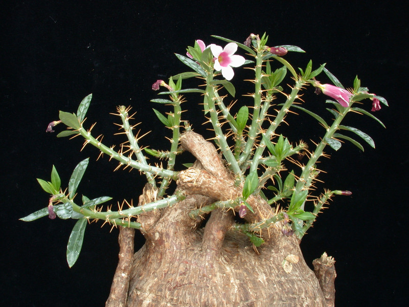 pachypodium bispinosum 06