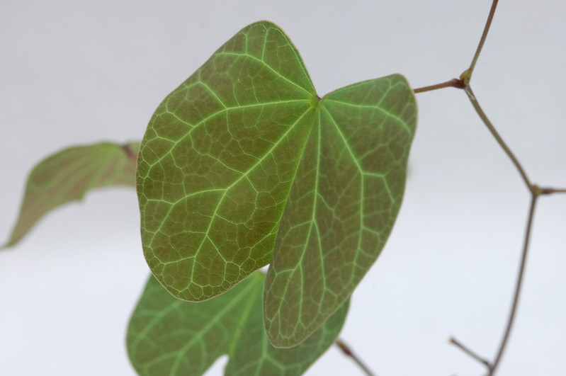 tylosema fassoglensis 08