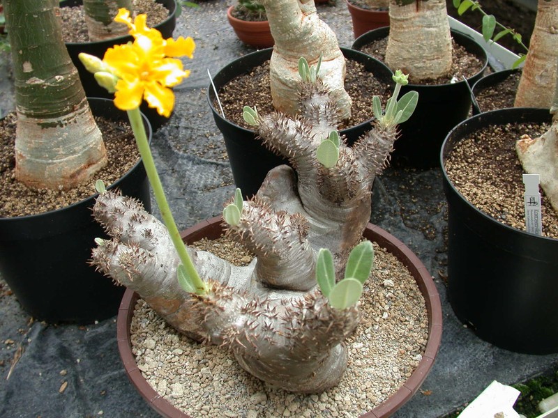 pachypodium densiflorum itremo 02
