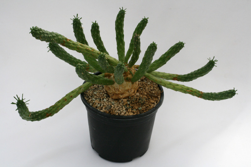 euphorbia caput medusae klein 0619