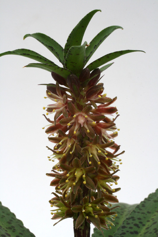eucomis vandermerwei 2459