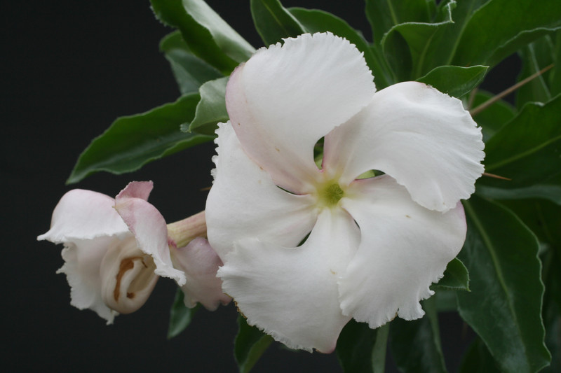pachypodium saundersii 2364