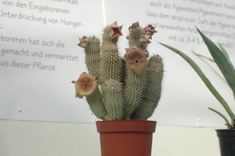 hoodia sp 04a