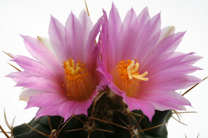 thelocactus buekii mk38 138 0252