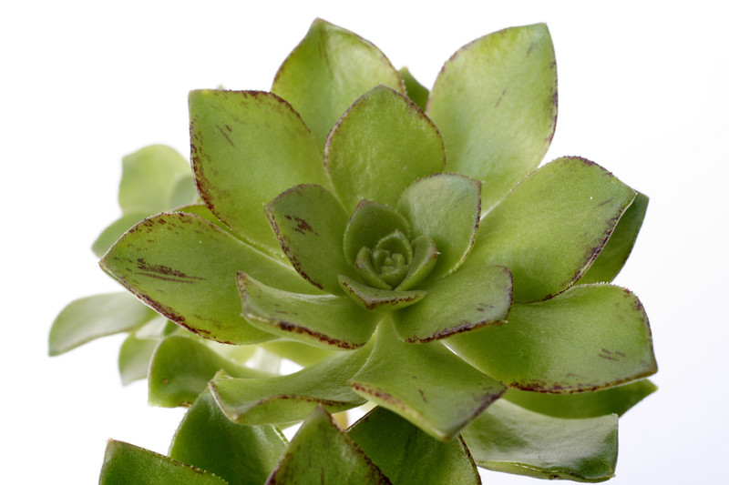 aeonium ciliatum 7208