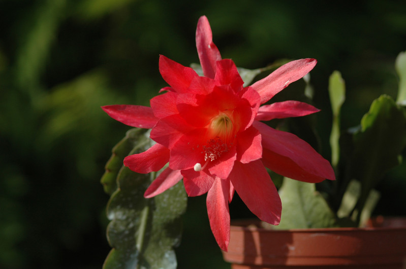 eh cecil cactus 5575 05