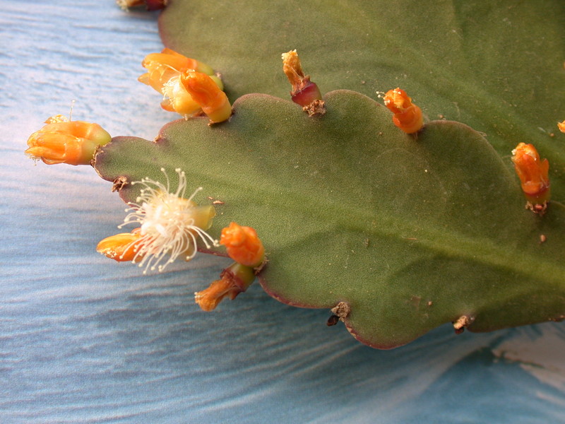 rhipsalis pachyptera 2051