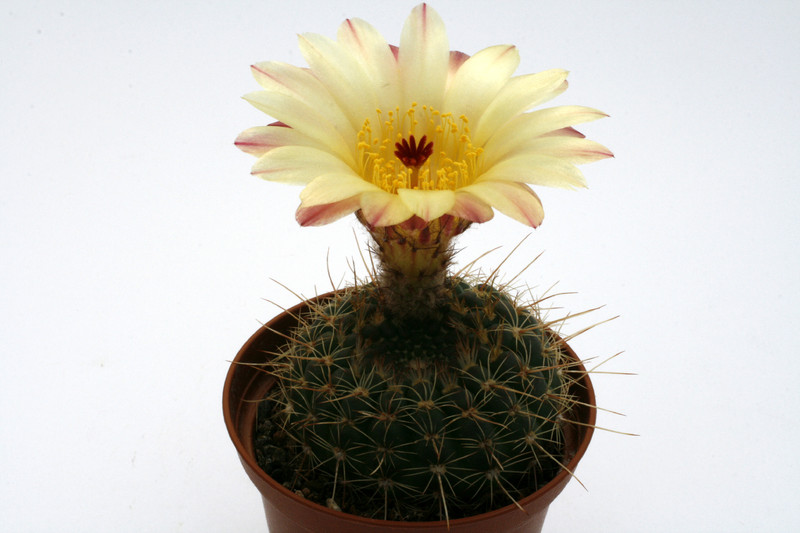 notocactus amiguettii 9762