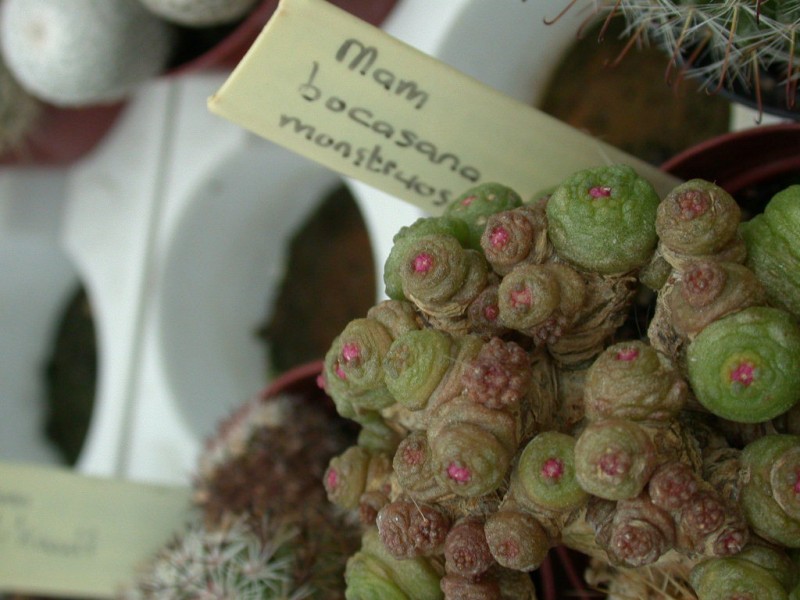 mammillaria bocasana monstrosa 02