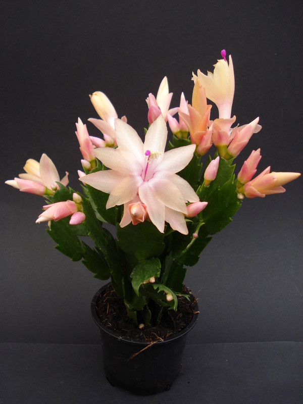 schlumbergera limelight dancer 1632