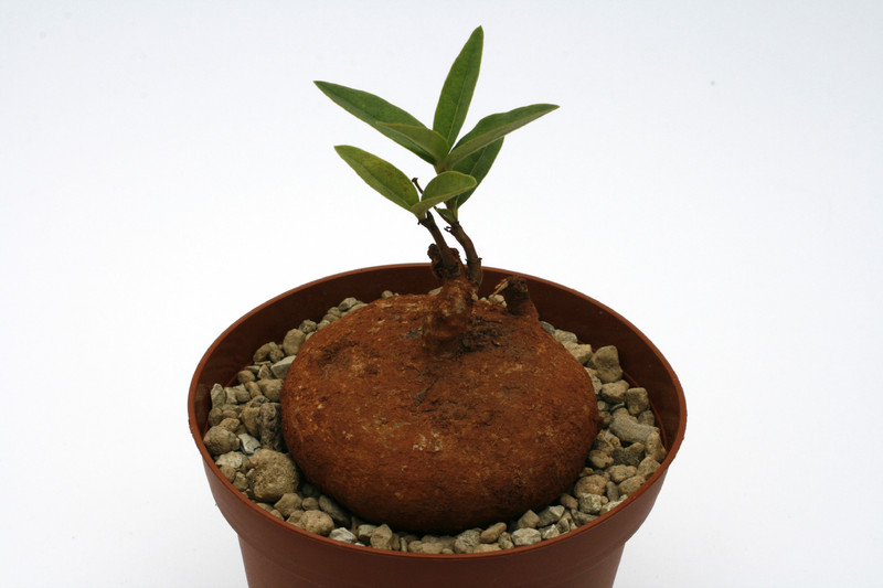 raphionacme globosa 6cm bis 8cm 9419