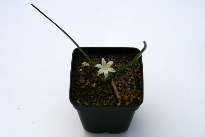 polyxena odorata 0900