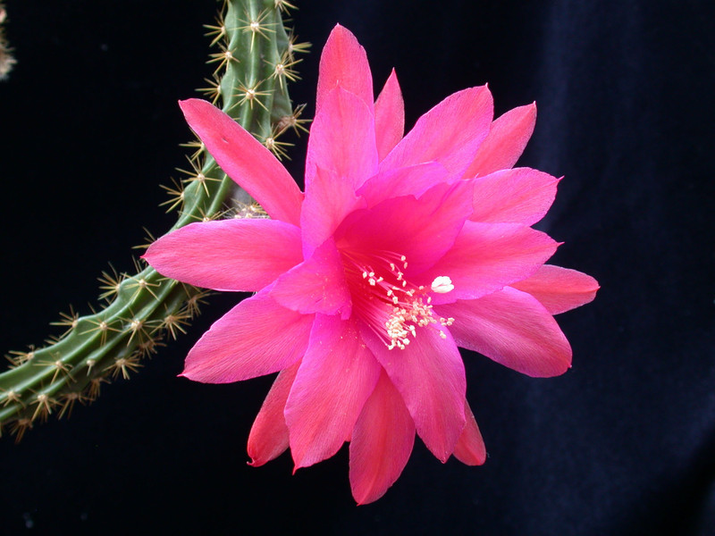 aporocactus knebeli 01