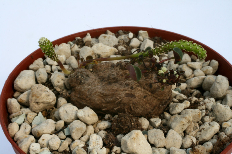 peperomia spec peru 4664