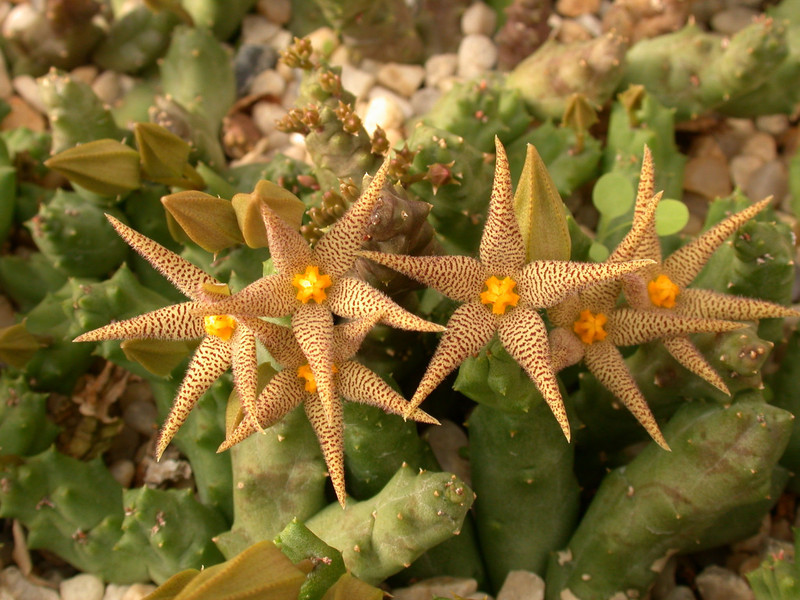 piaranthus framesii 06