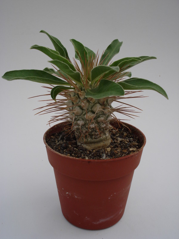 pachypodium namaquanum 747