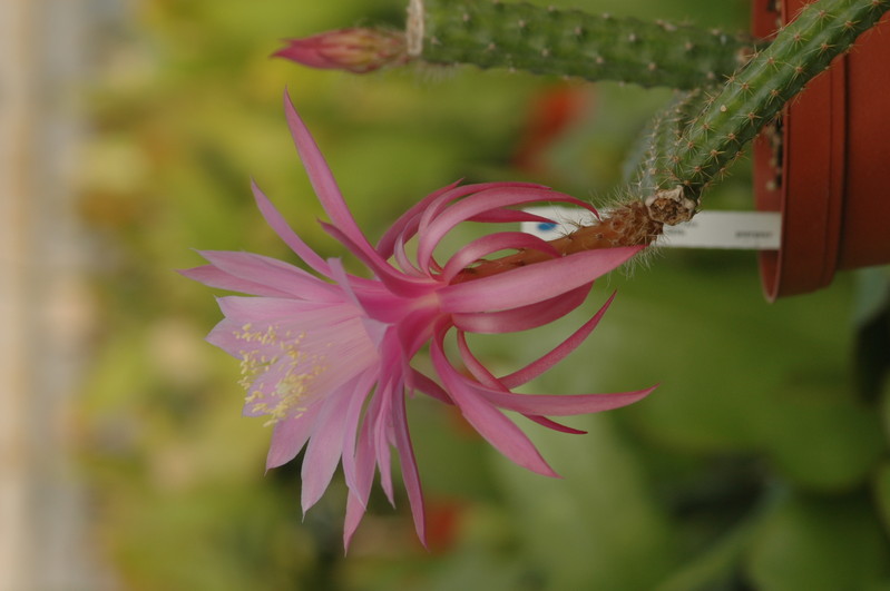 aporocactus royal silk 1306