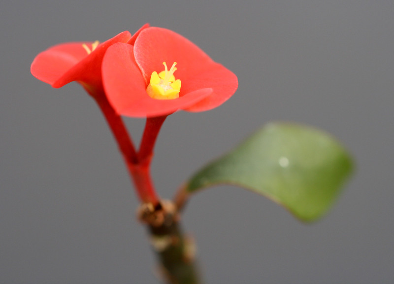 euphorbia geroldii 1815