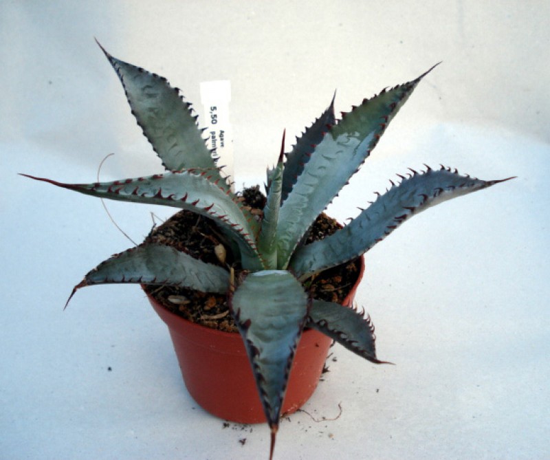 agave palmeri ruby az 4861