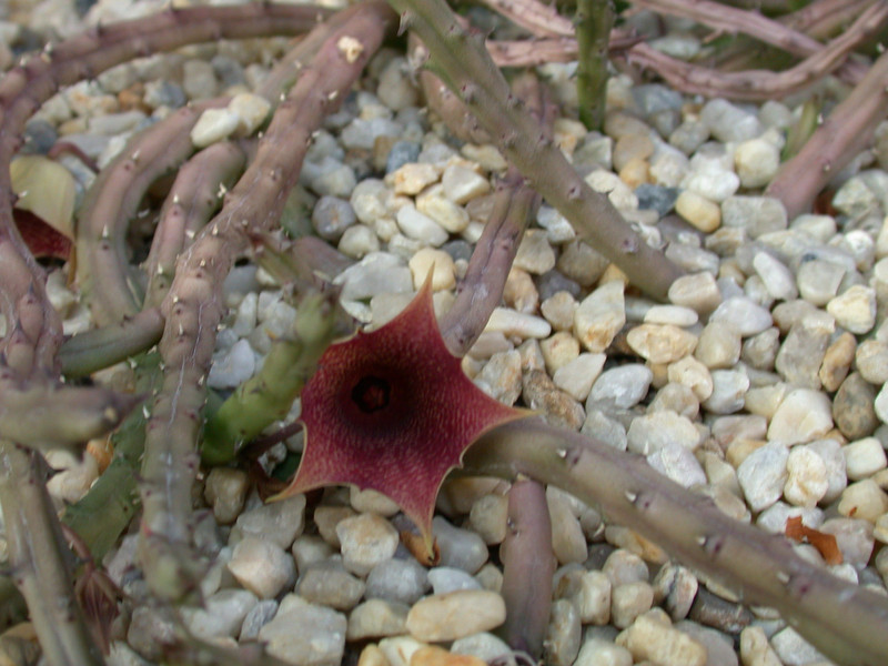 huernia leachii x keniensis02