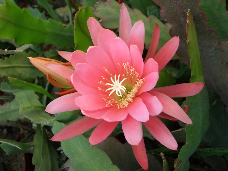 eh crenatus haagei 0114