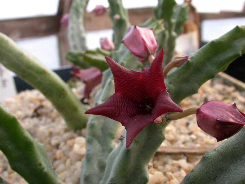 tromotriche baylissi bavariaanskloof 01