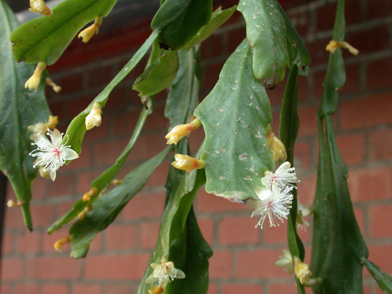 rhipsalis goebeliana 12