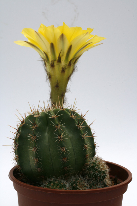 echinopsis hybr fidelia 0072