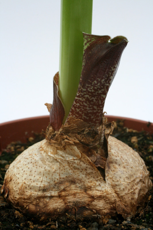 eucomis vandermerwei 2458