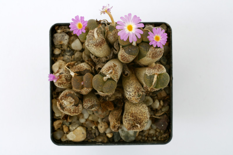 conophytum pellucidum 0898