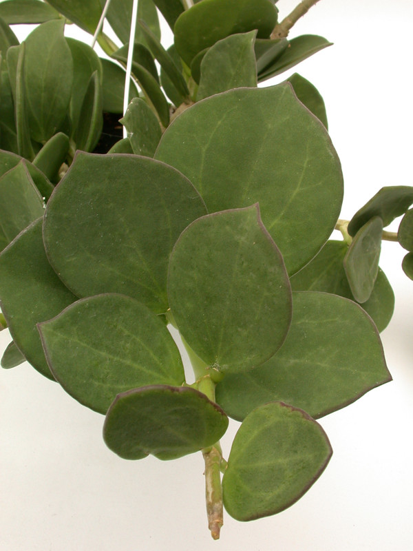 hoya pachyclada 3944
