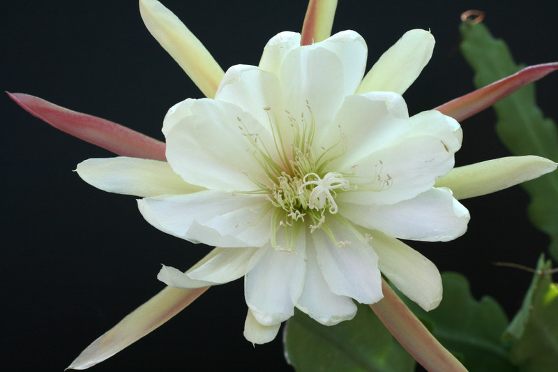 eh beautiful white 5301 3097