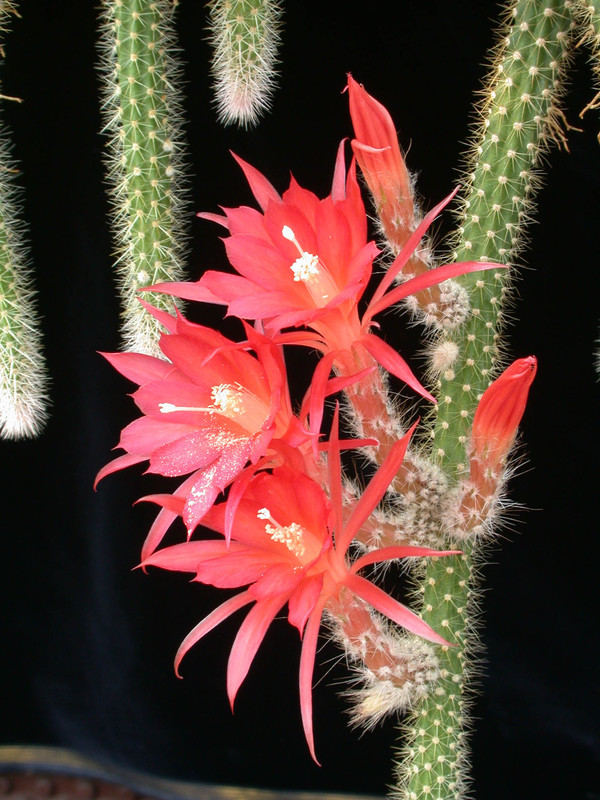 aporocactus scheunemann 03