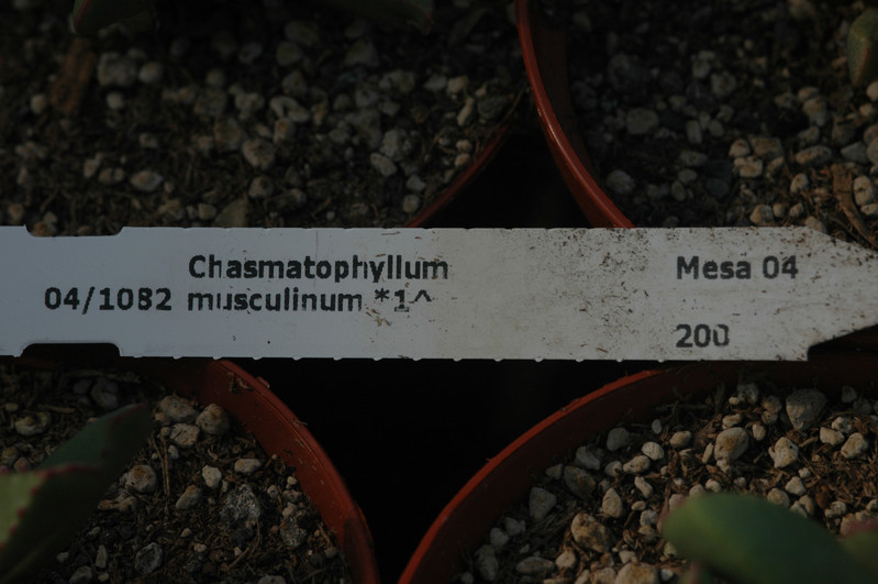 chasmatophyllum musculinum 05