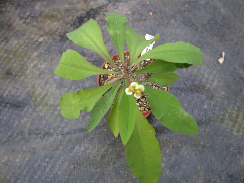 euphorbia mili nov sakaraha 1318