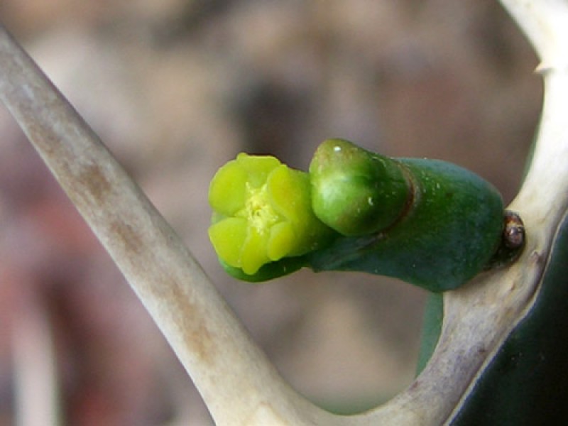 euphorbia grandicornis 2