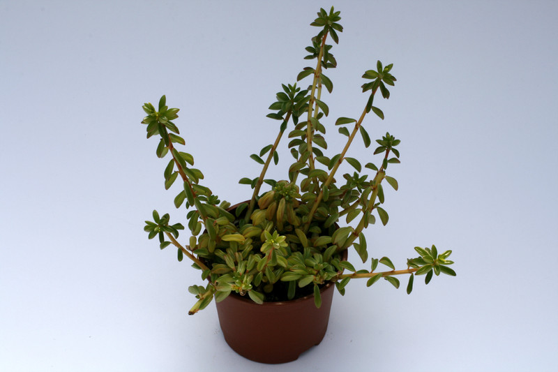 peperomia nivalis 8026