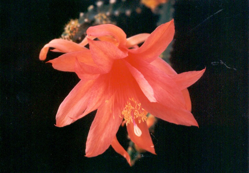 aporocactus tangerine