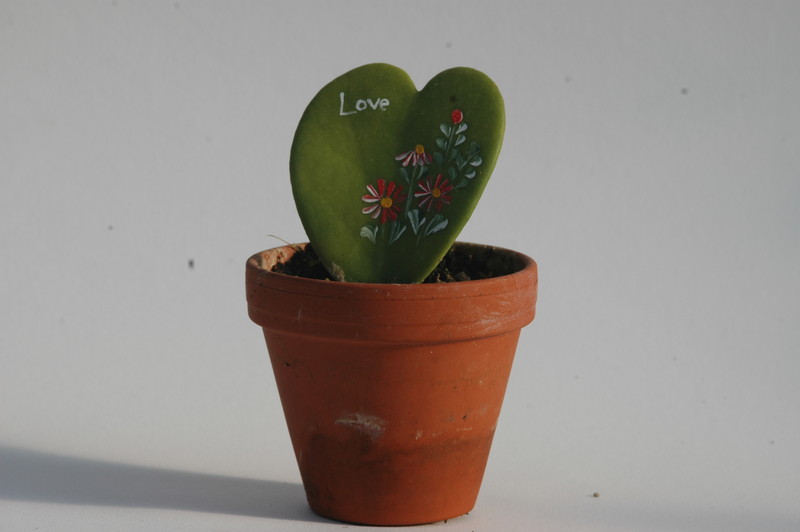 hoya kerryi love 1759