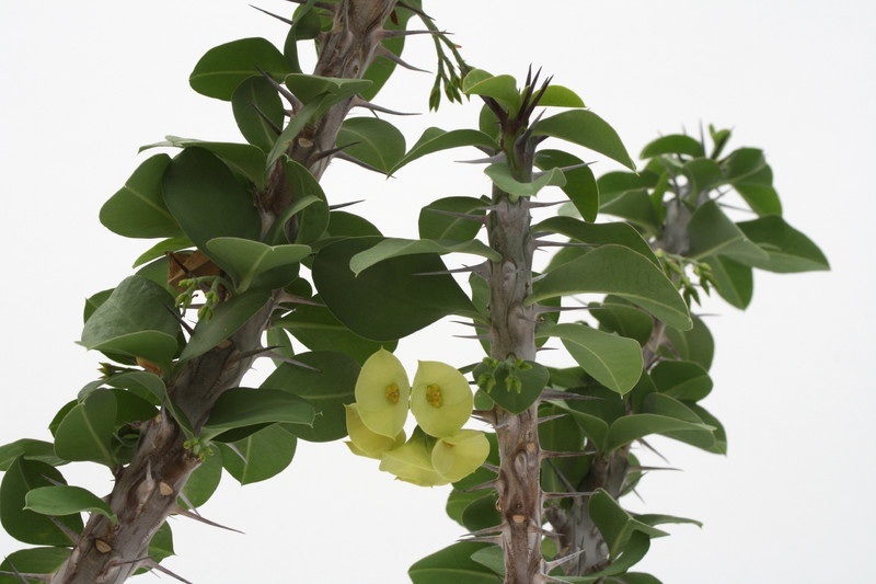 euphorbia horombensis 50cm 3713