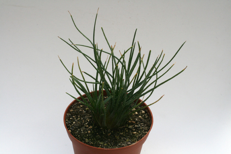 aloe lowiea 7677