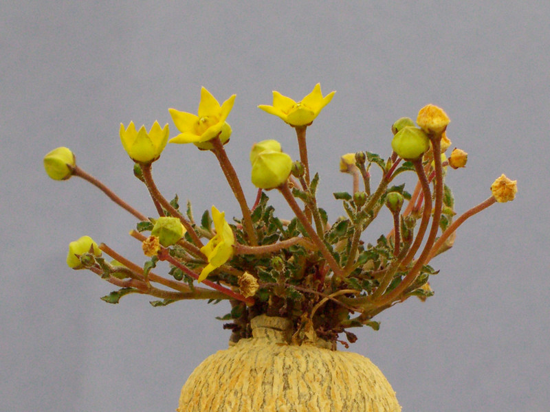 brachystelma caffrum 2224