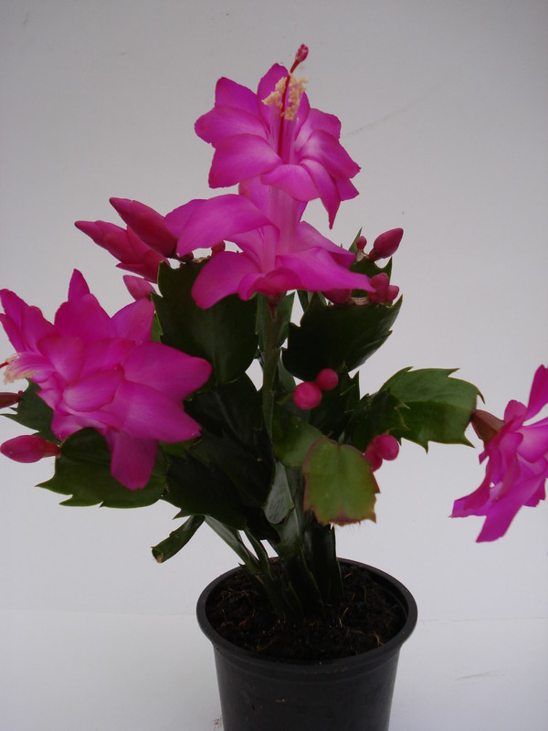 schlumbergera carneval brazil 1582