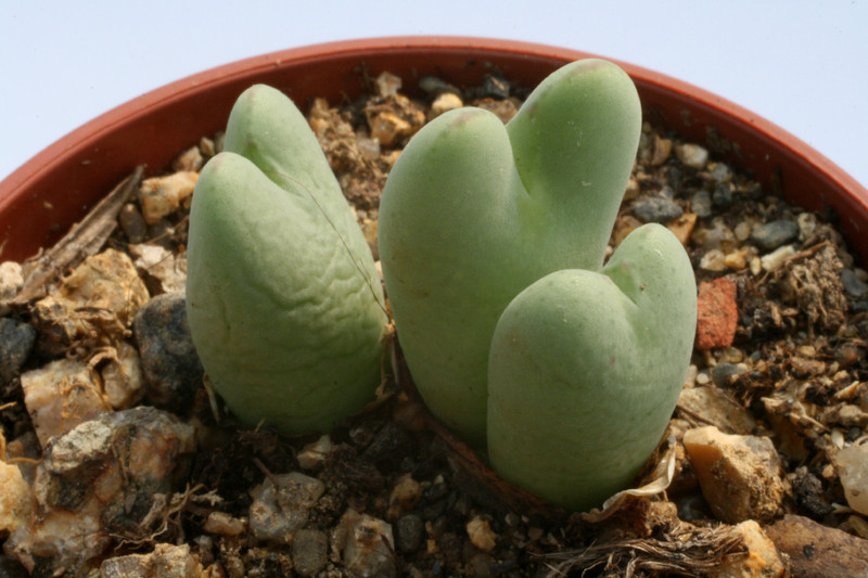 conophytum cupreiflorum 2870