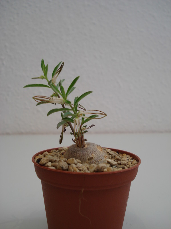 brachystelma circinatum 42